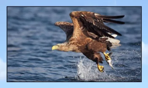 Vortrag "Seeadler auf Usedom"