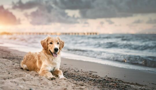 Urlaub mit Hund an der Ostsee