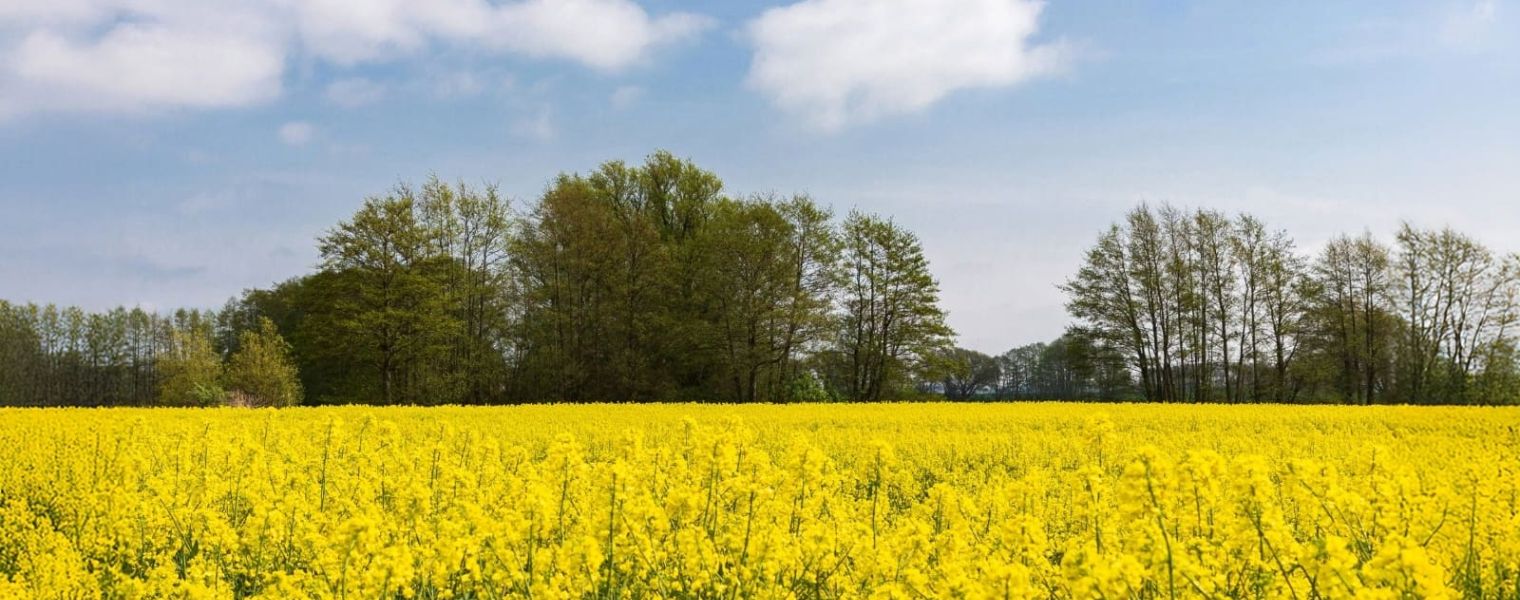 Enderweit vermittelt vielfältige Unterkünfte in Zinnowitz – perfekt für euren entspannten Ostseeurlaub