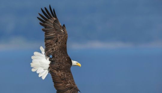 Vortrag: Seeadler auf Usedom
