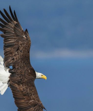 Seeadler in der Luft - Information zu einem Vortrag der Historischen Gesellschaft Zinnowitz.