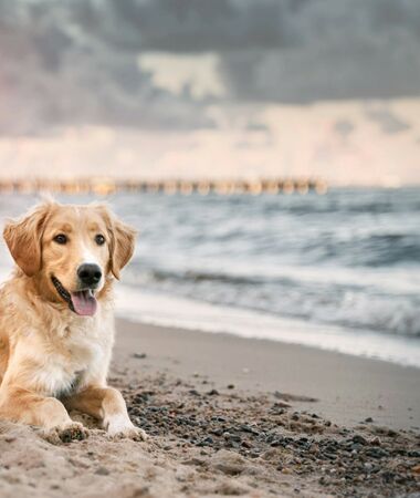 Urlaub mit Hund an der Ostsee